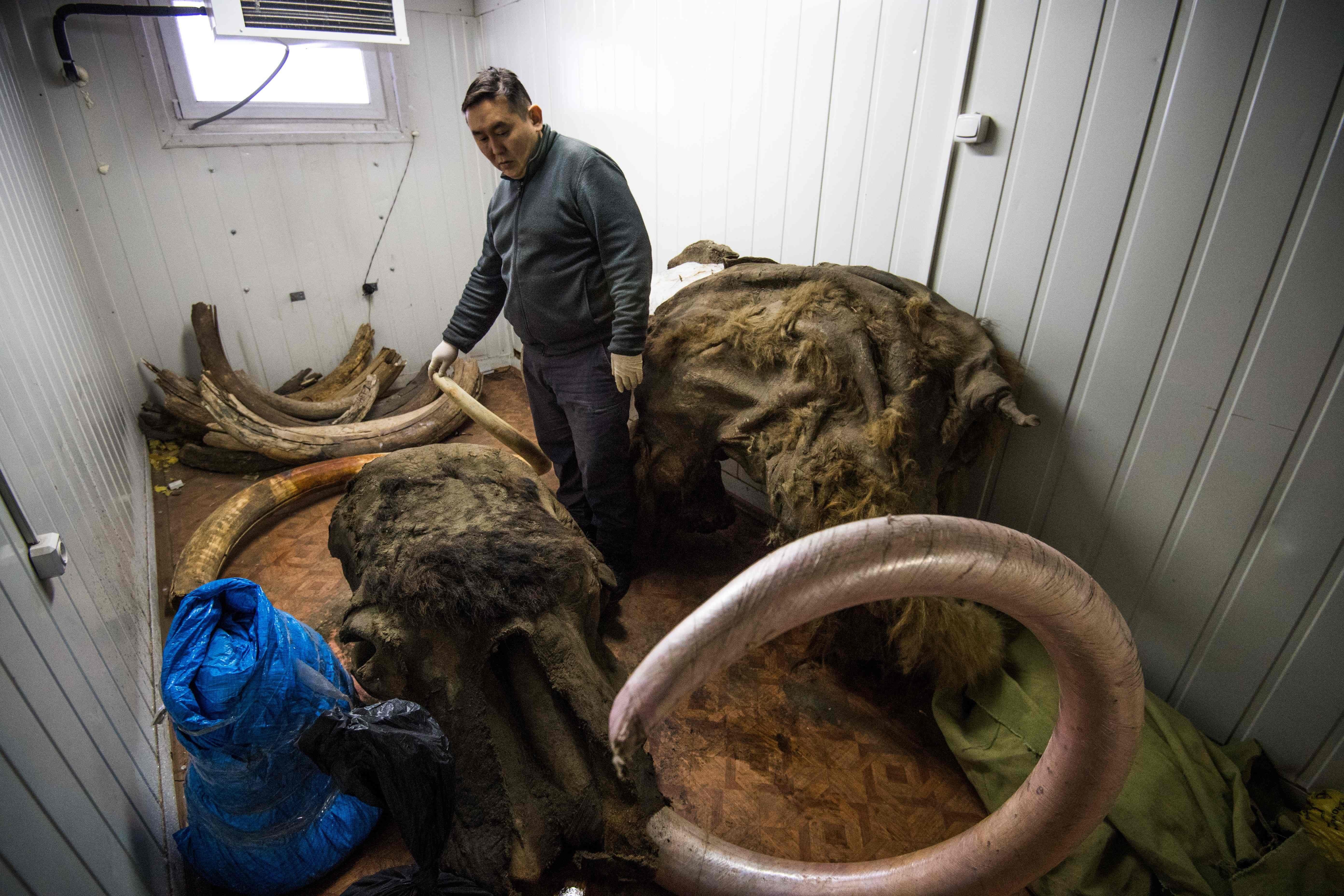 Valery Plotnikov, a palaeontologist at the Yakutia Academy of Sciences, stands near collected tusks in his laboratory on November 28, 2018. Photo: AFP
