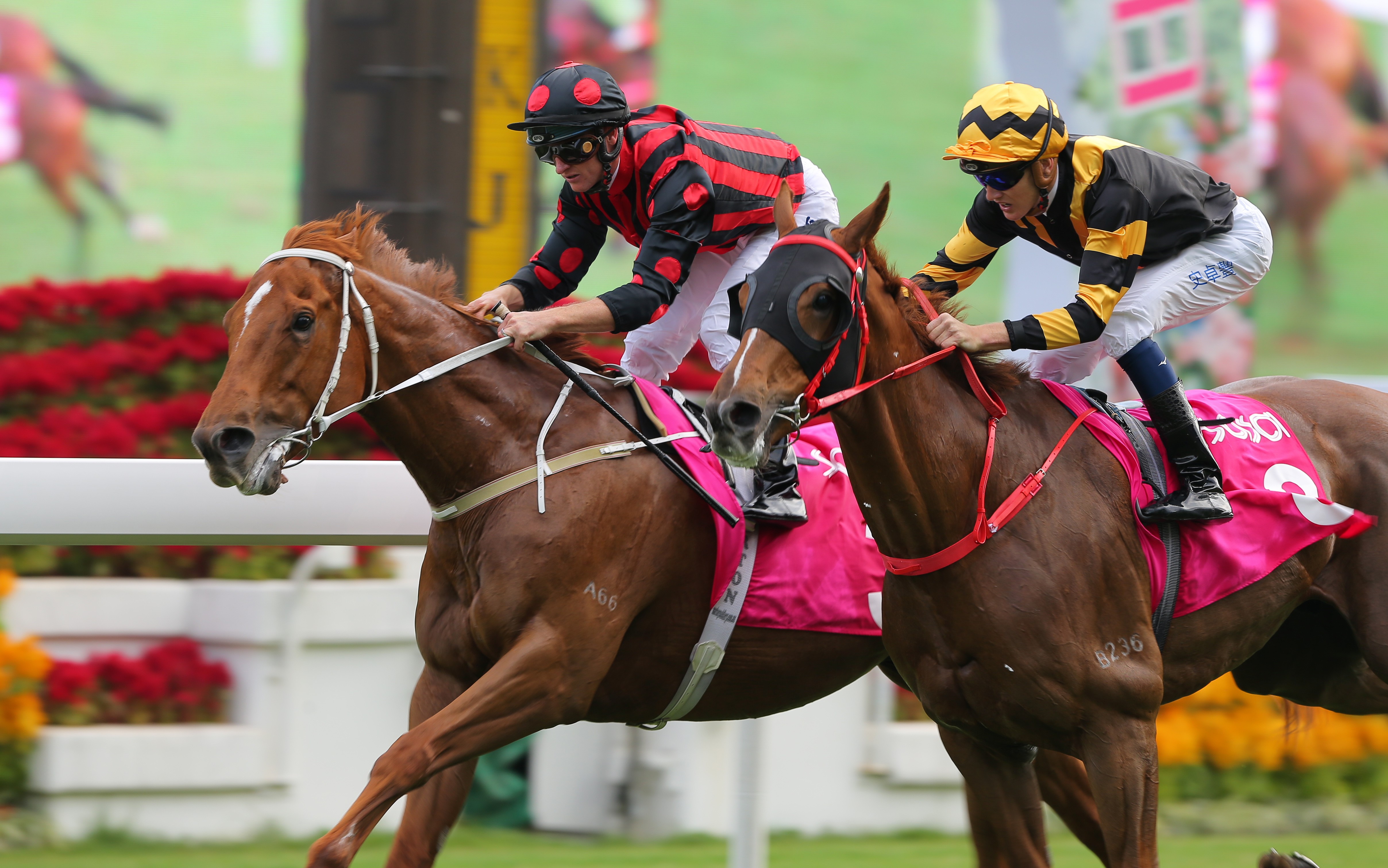 Time Warp beats Glorious Forever in the Sa Sa Ladies' Purse in November. Photo: Kenneth Chan