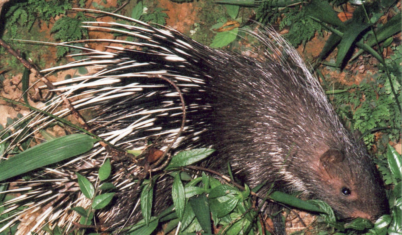 porcupine trap, porcupine traps, porcupine cage, porcupine cages