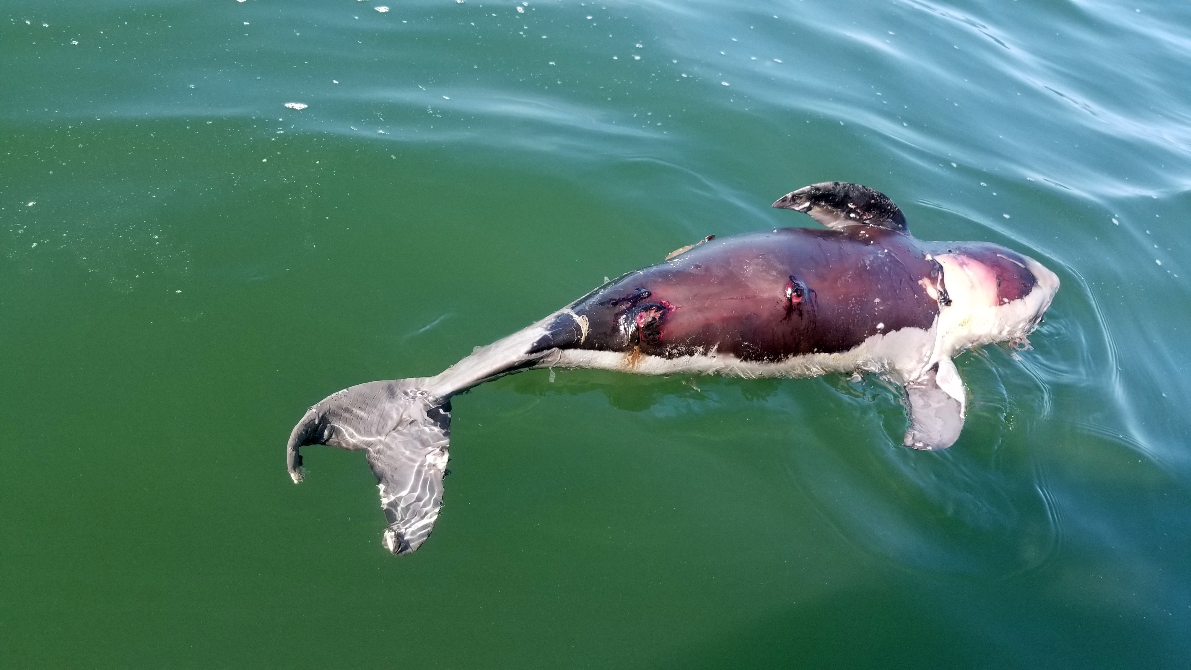 Dolphins are being drowned out by noise pollution in Hong Kong