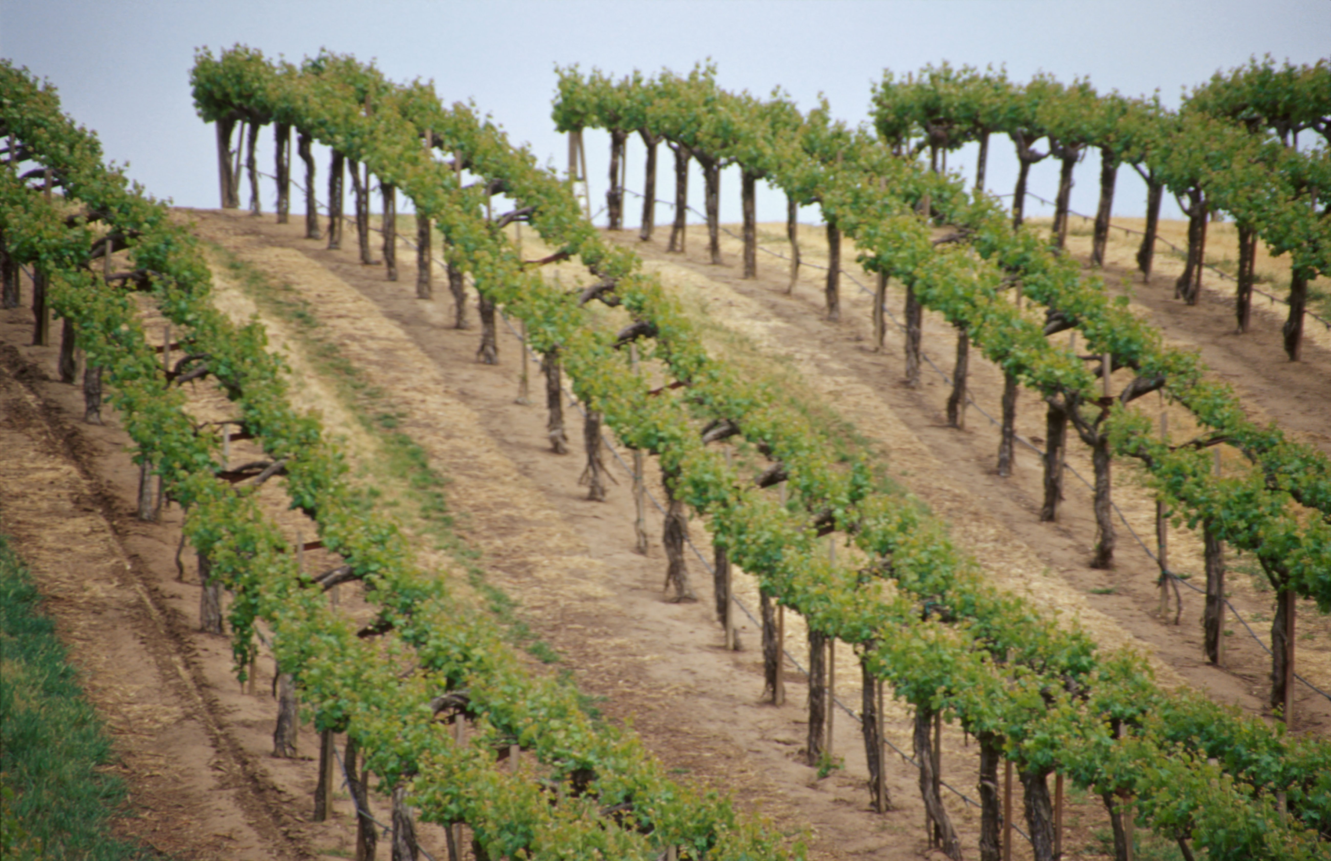 Vines in the Santa Lucia Highlands, in California, in the United States. Picture: Alamy