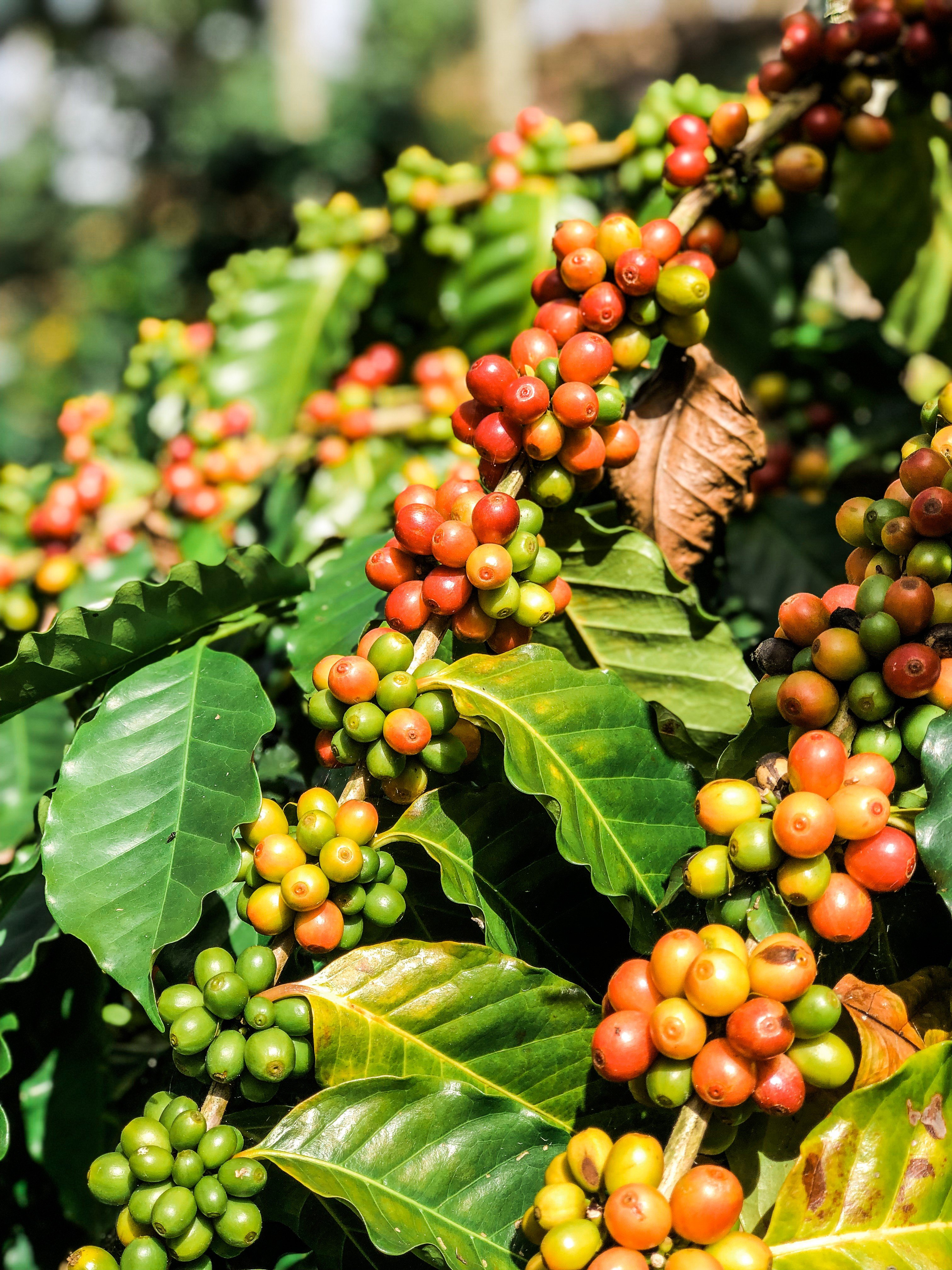 Coffee beans from Taiwan are exported to Japan’s Goodman Coffee because of their aromatic flavours.