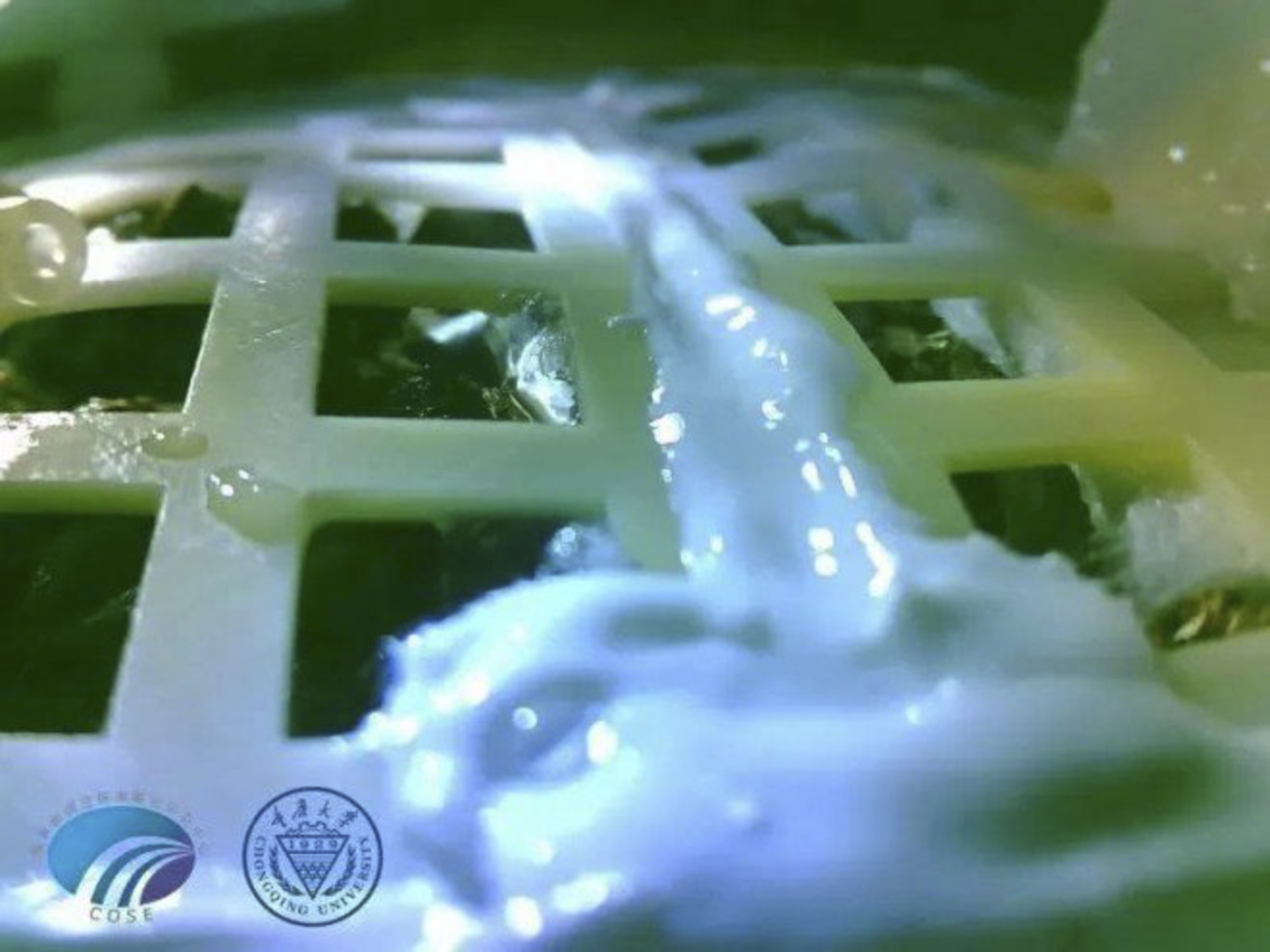 The cotton seeds carried by Chinese lunar lander germinated on the far side of the moon. Photo: Chongqing University