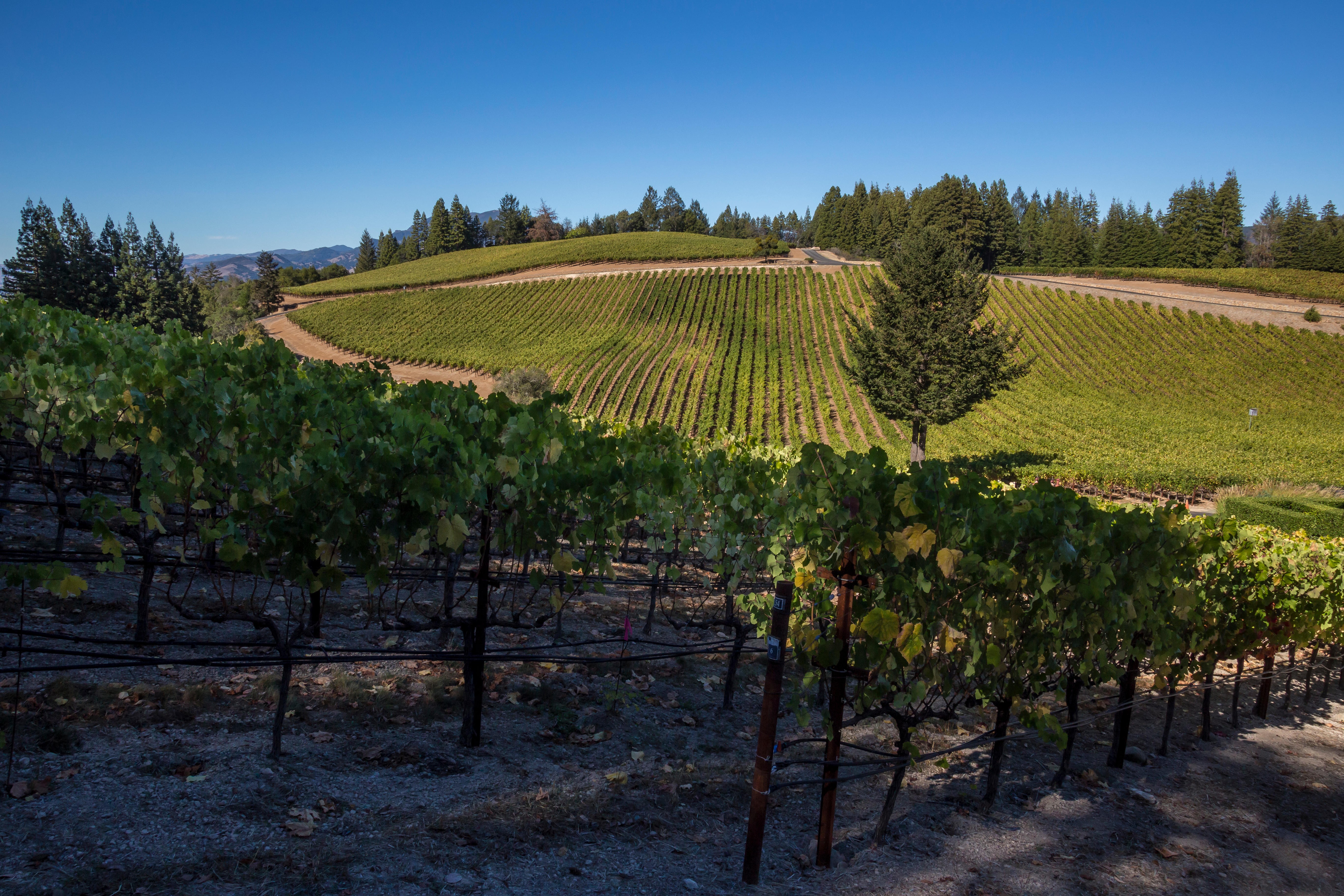 Vineyards in Diamond Mountain, California.