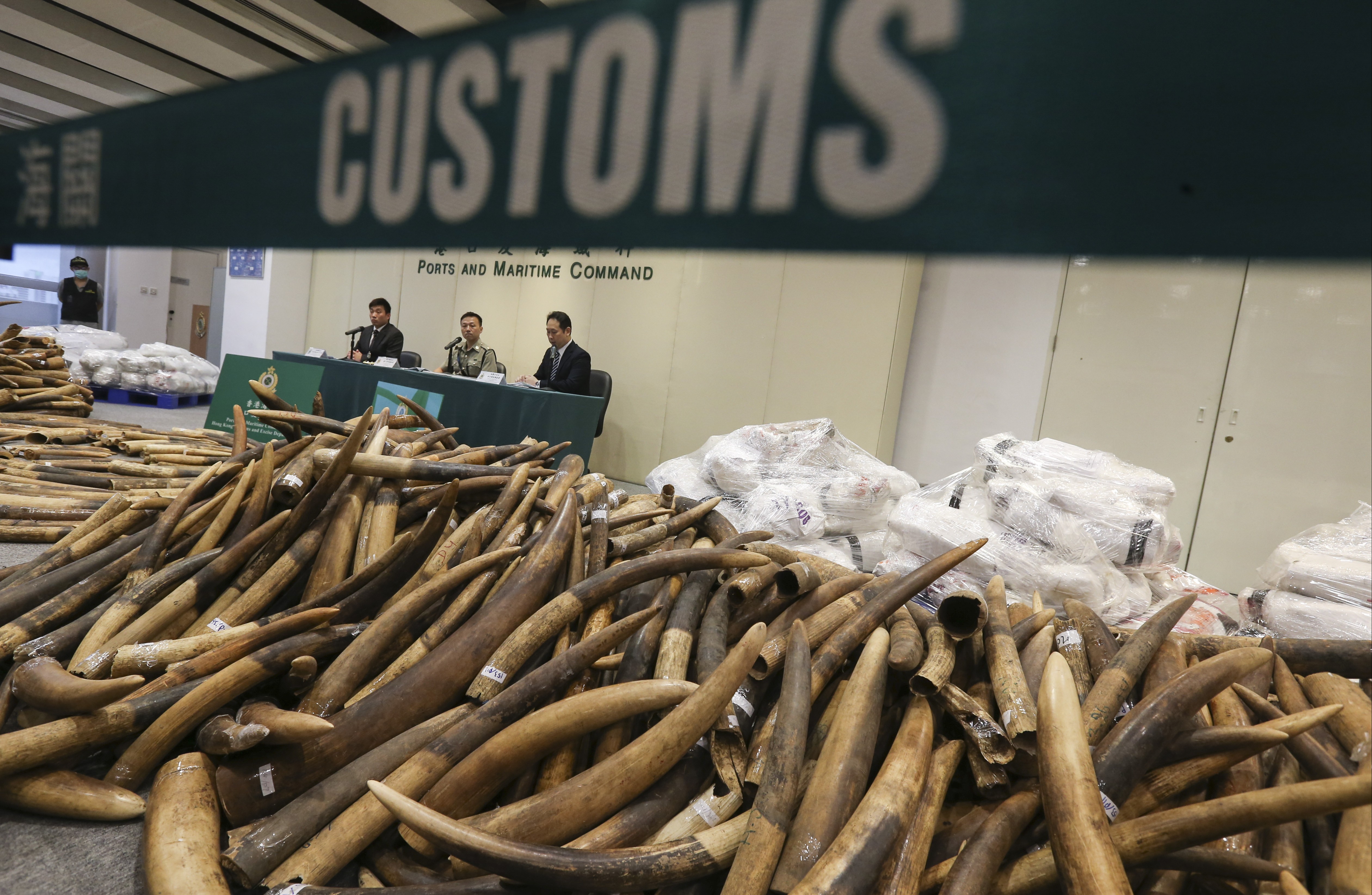 Hong Kong customs found 7.2 tonnes of tusks in a shipment of frozen fish in 2017. Photo: Dickson Lee