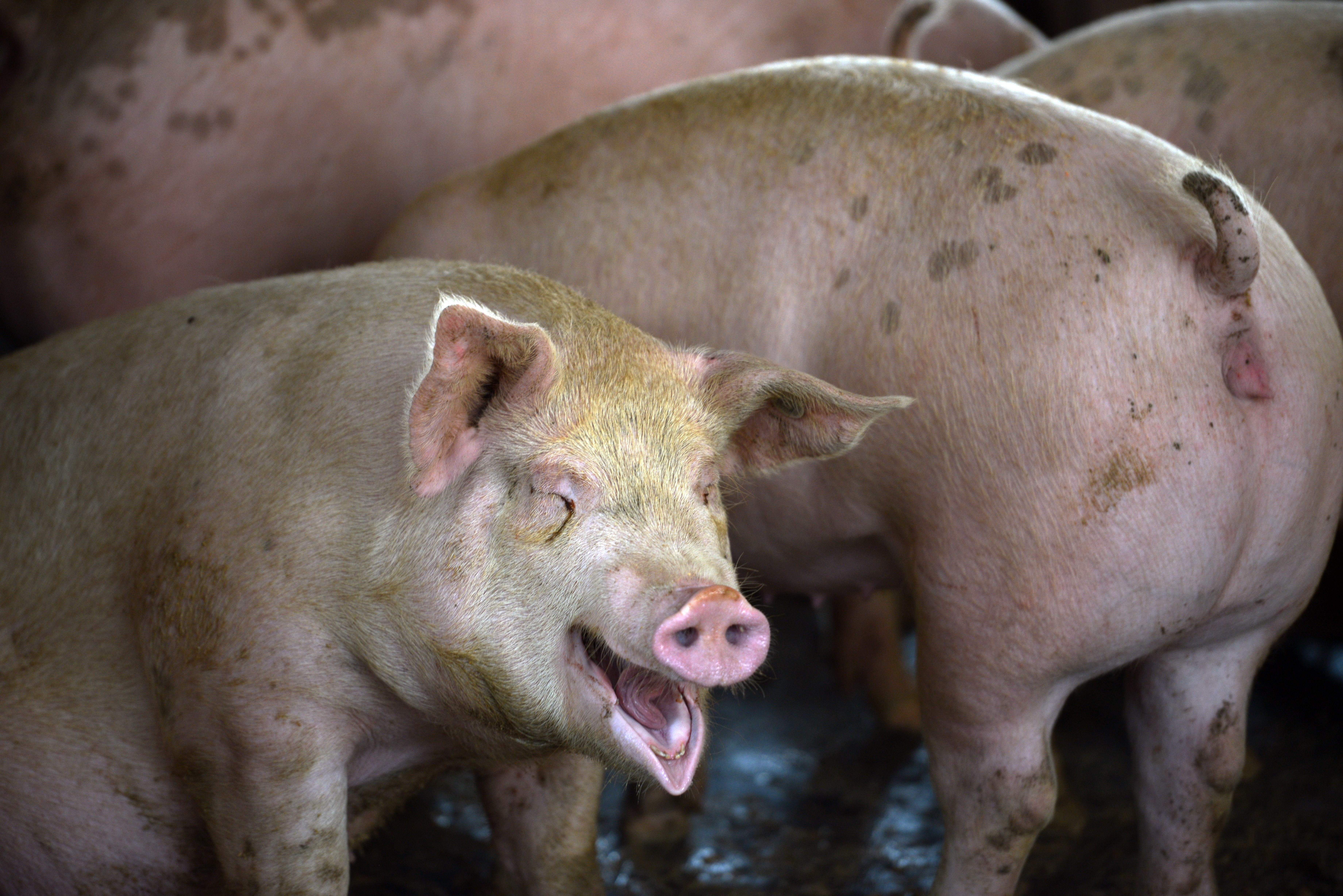 Chinese grindcore band with pig for a lead singer, Pig Cage squeals  discontent with the government | South China Morning Post