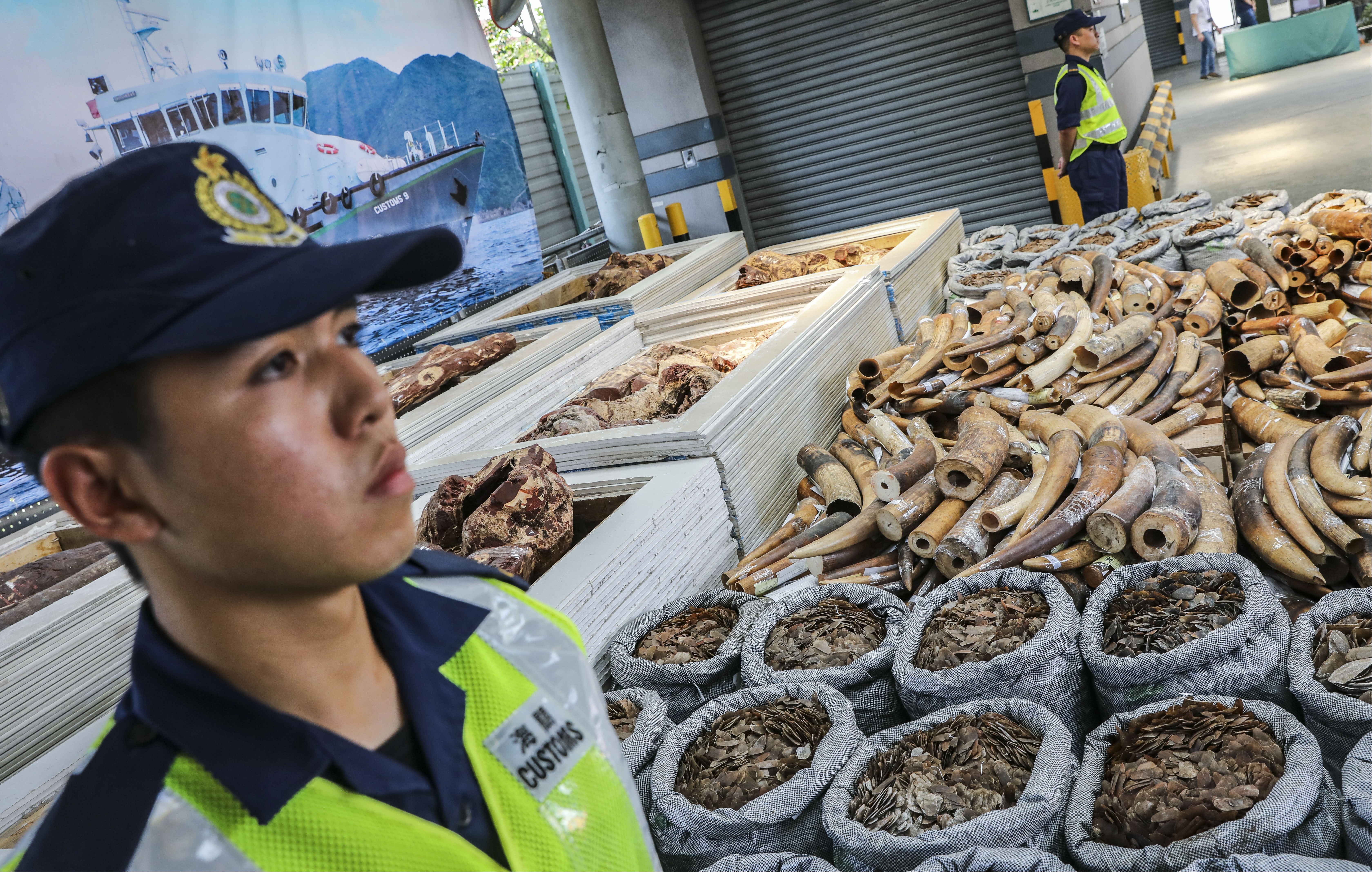 A Customs and Excise Department officer stands guard next to a seized shipment of ivory and pangolin scales, in September 2018. Photo: K.Y. Cheng