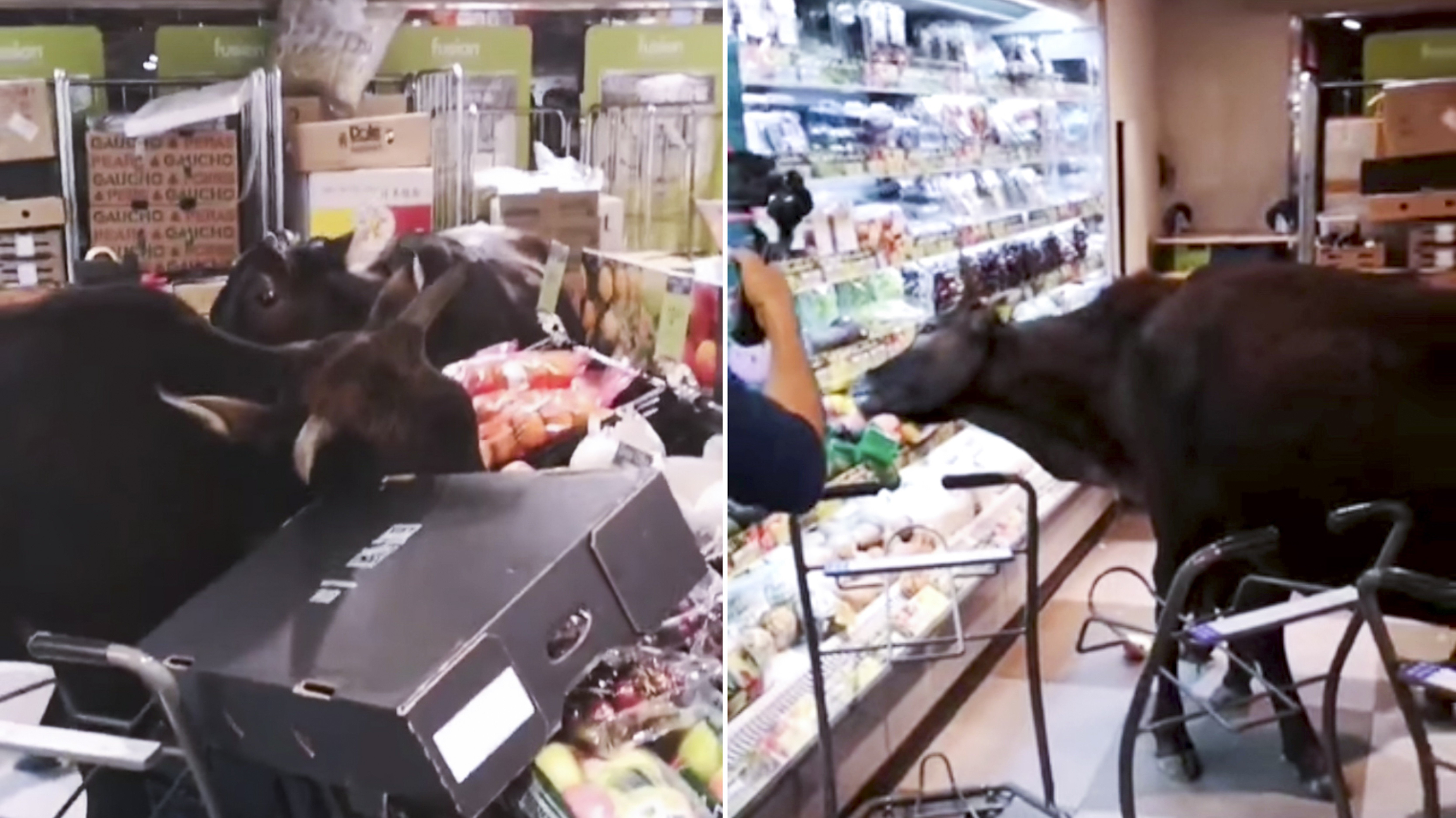 A group of stray bulls were filmed roaming through a ParknShop in Mui Wo, helping themselves to fruit displayed in cold storage units and shelves. Photo: Facebook