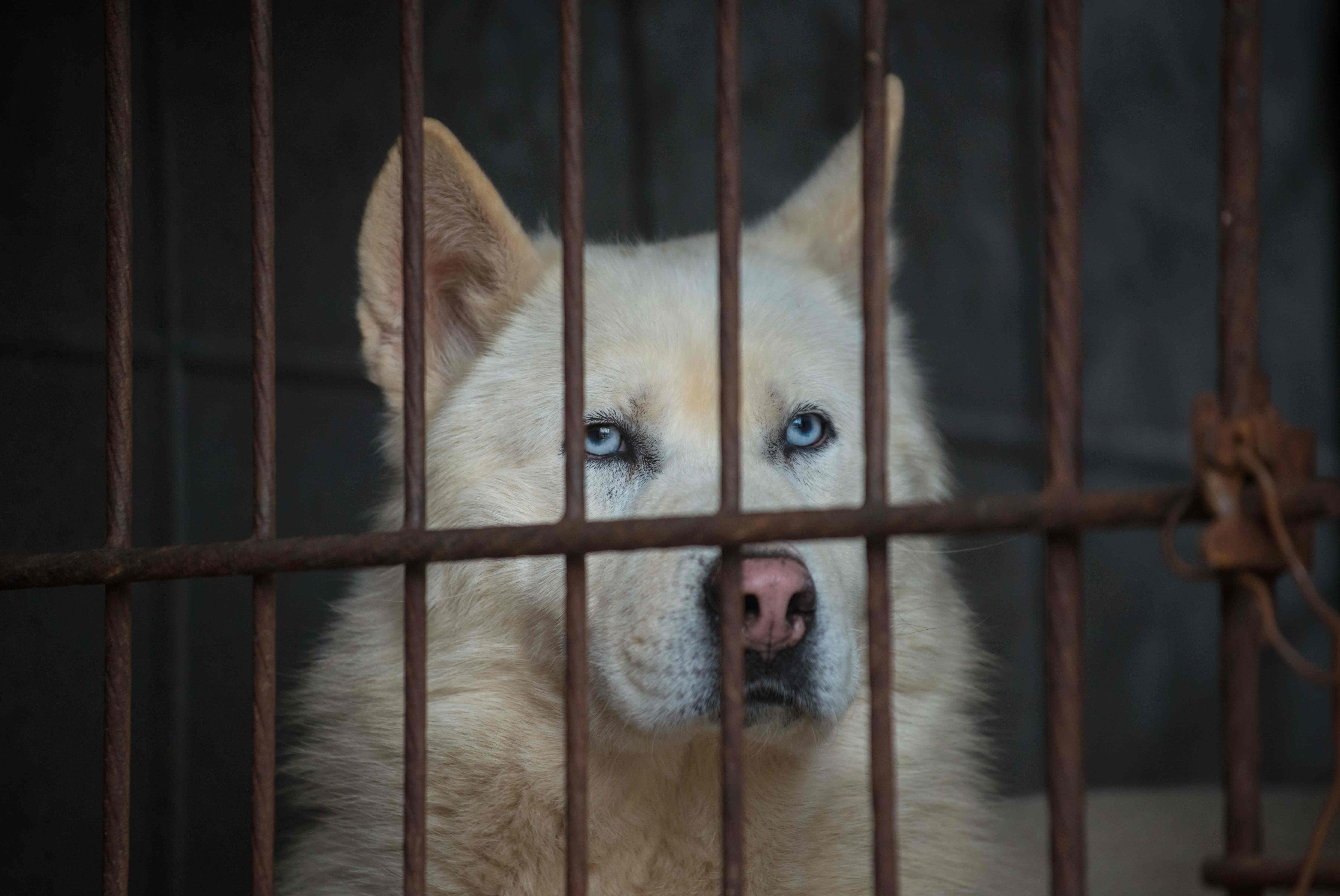 A dog looks out from a cage at a dog farm in Wonju, southeast of Seoul. Photo: AFP