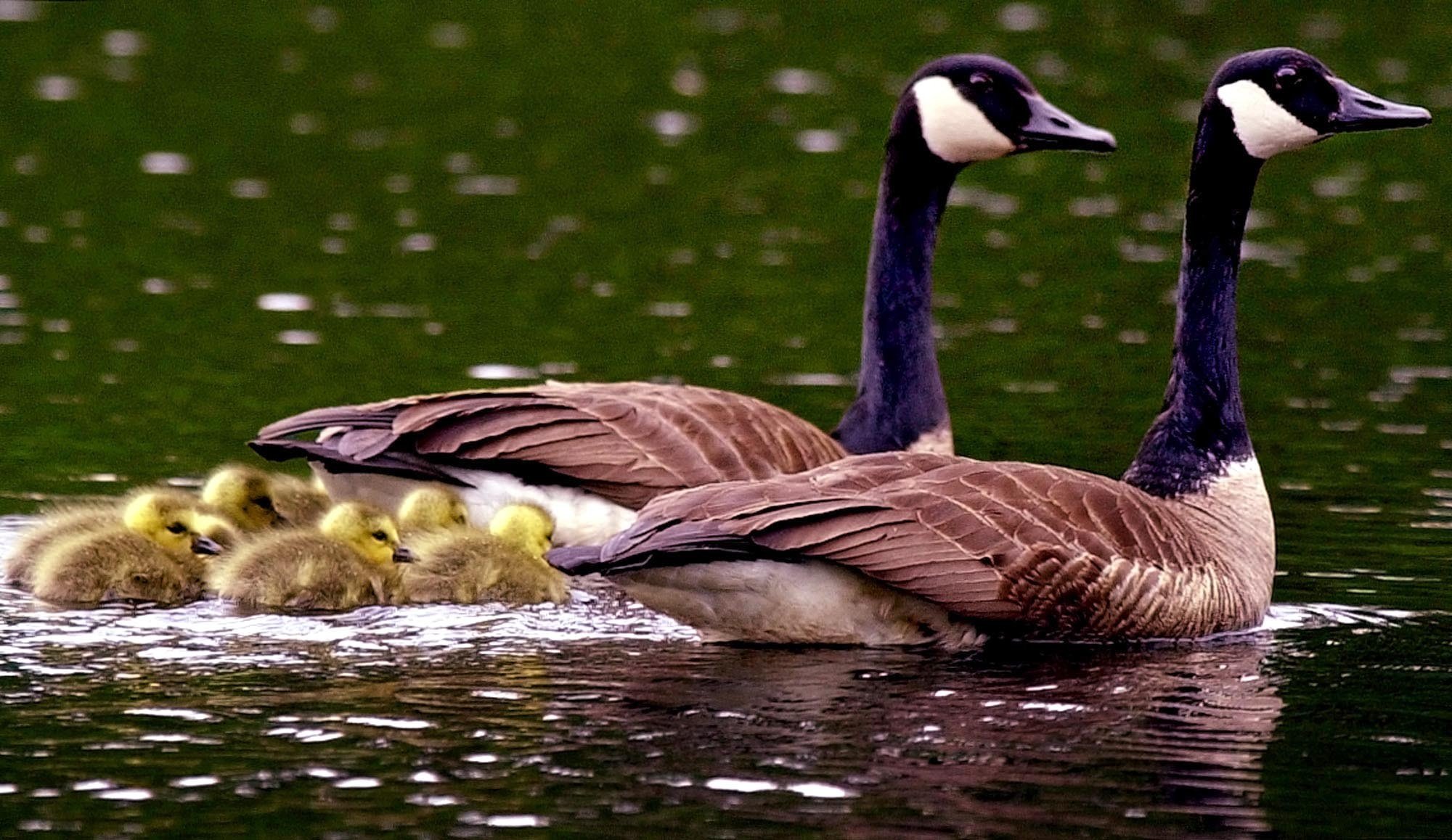 Why people are breaking the law to get their hands on a Canada Goose luxury parka South China Morning Post