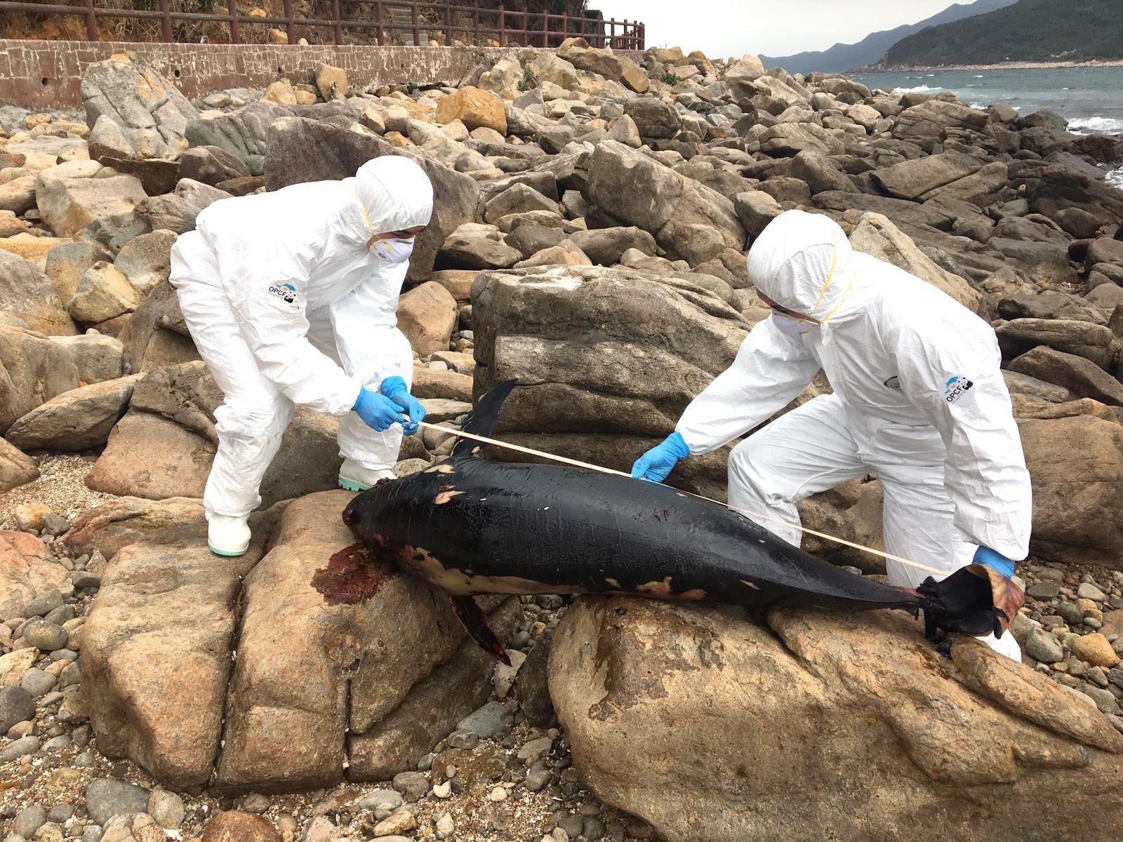 Members of the Ocean Park Conservation Foundation’s Cetacean Stranding Response Team measure the carcass of an adult male finless porpoise on Tap Mun island. Photo: Ocean Park Conservation Foundation, Hong Kong