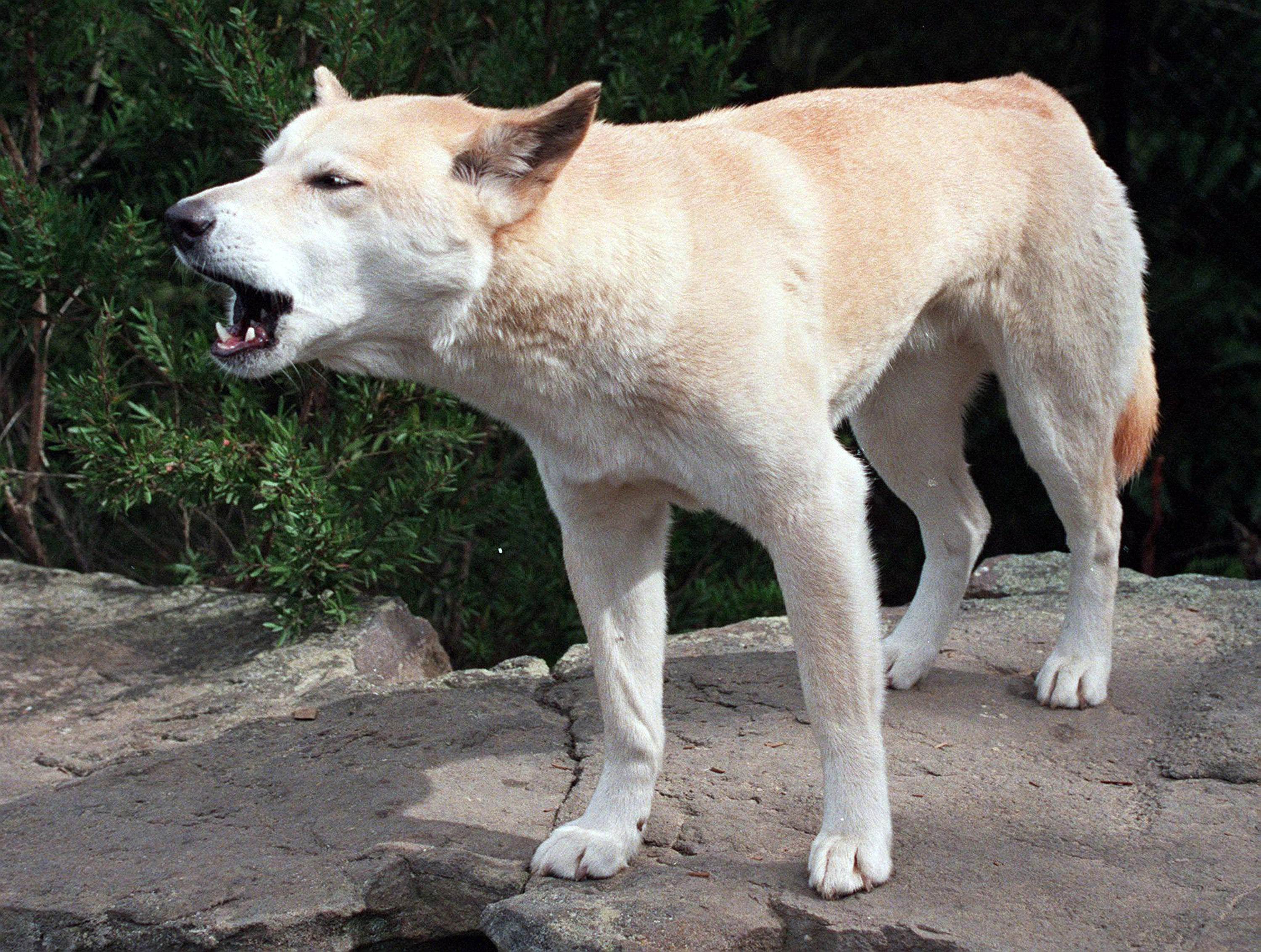 Australian Baby Dingo Case
