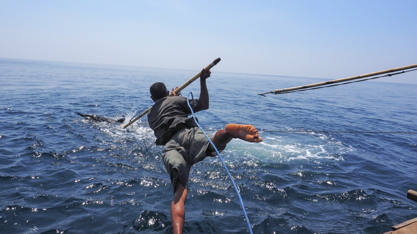 A lamafa, or harpooner, leaps towards a dolphin, off the coast of Lamalera, Indonesia. Picture Doug Bock Clark