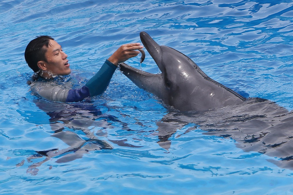 A dolphin receives a reward from its trainer yesterday. Photo: Sam Tsang