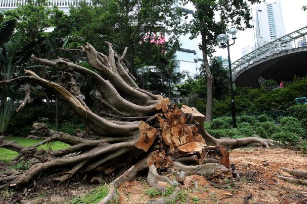 This Chater Garden tree was knocked over by Typhoon Vicente. It and a banyan on Wong Nai Chung Road had root rot and have been removed. Photo: May Tse