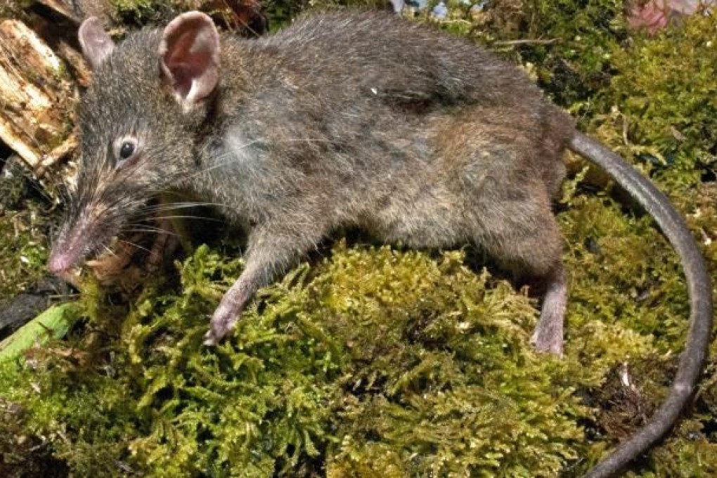 The "few-toothed rat" or "worm eater" of Indonesia. Photo: EPA