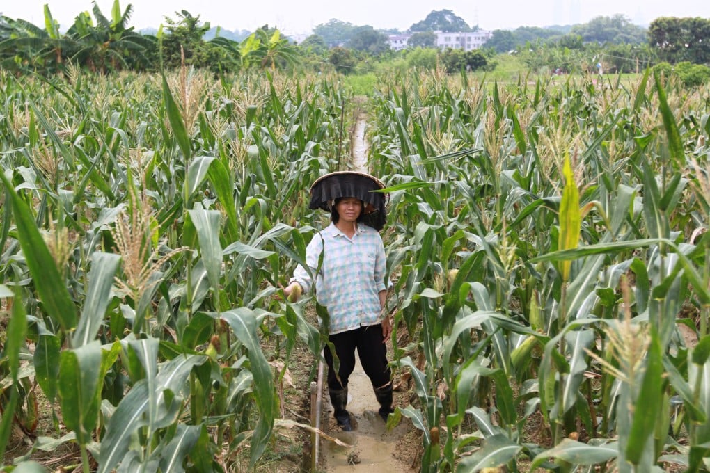 A villager in Ping Che in the New Territories. Critics say a government development plan could kill the agricultural industry in Hong Kong. Photo: Nora Tam