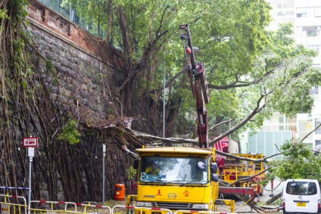 A protected wall tree on Forbes Street, Kennedy Town, collapsed while typhoon Vincente hit the city. SCMP