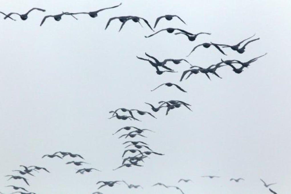 Great cormorants use the Yellow Sea wetlands. Photo: SMP
