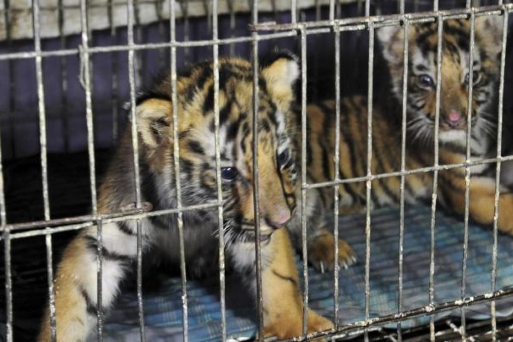 Bengal tiger cubs recovered from Dhaka smugglers. Photo: Reuters