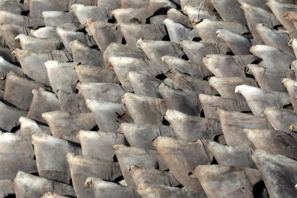 Hong Kong is estimated to handle about half the world's shark fin trade each year. Photo: Felix Wong