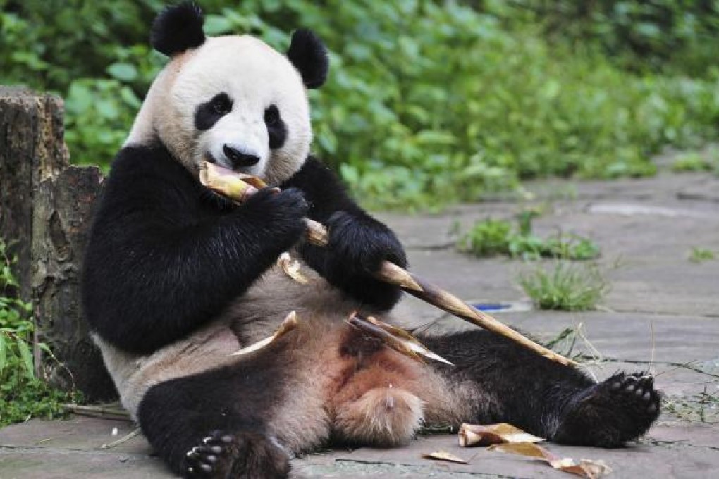 The Panda Diplomacy
