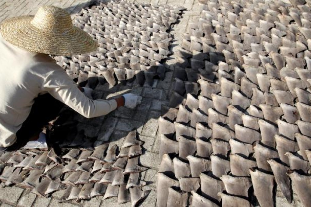 Workers drying shark fins in Sai Ying Pun. Photo: Felix Wong