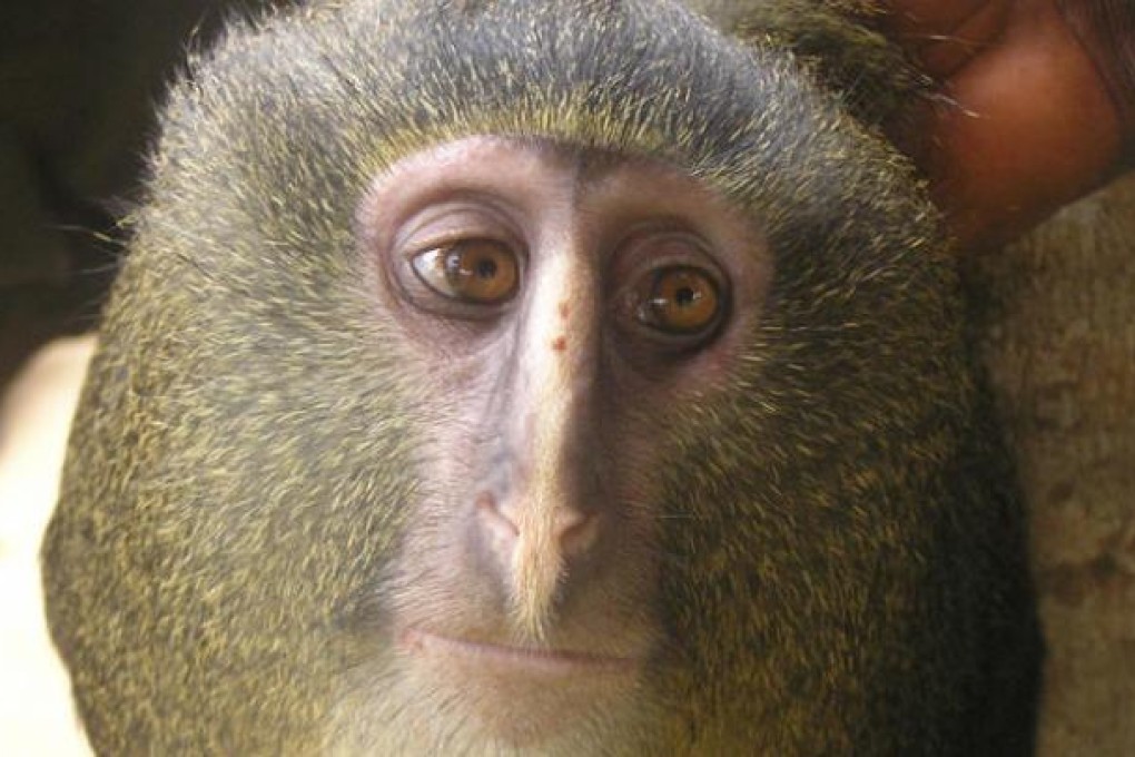 Cercopithecus lomamiensis, the Lesula, is described by researchers as shy and quiet. It lives on the ground and in trees. Photo: AFP