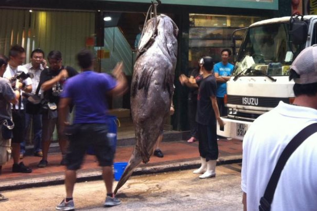 The 700-pound giant grouper which has been sold to a restaurant in Jordan. Photo: Samantha Reid