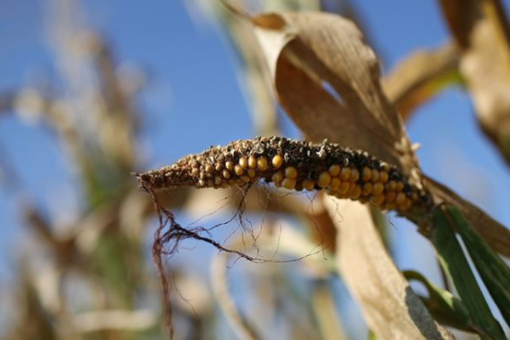 Corn plants struggle to survive in a droughtstricken farm field last month in Iowa, while a man (below right) sifts through arid topsoil in Kansas. The worst drought in more than 50 years has cut prospects for the US corn crop to a five-year low and sent prices soaring. Photos: AFP