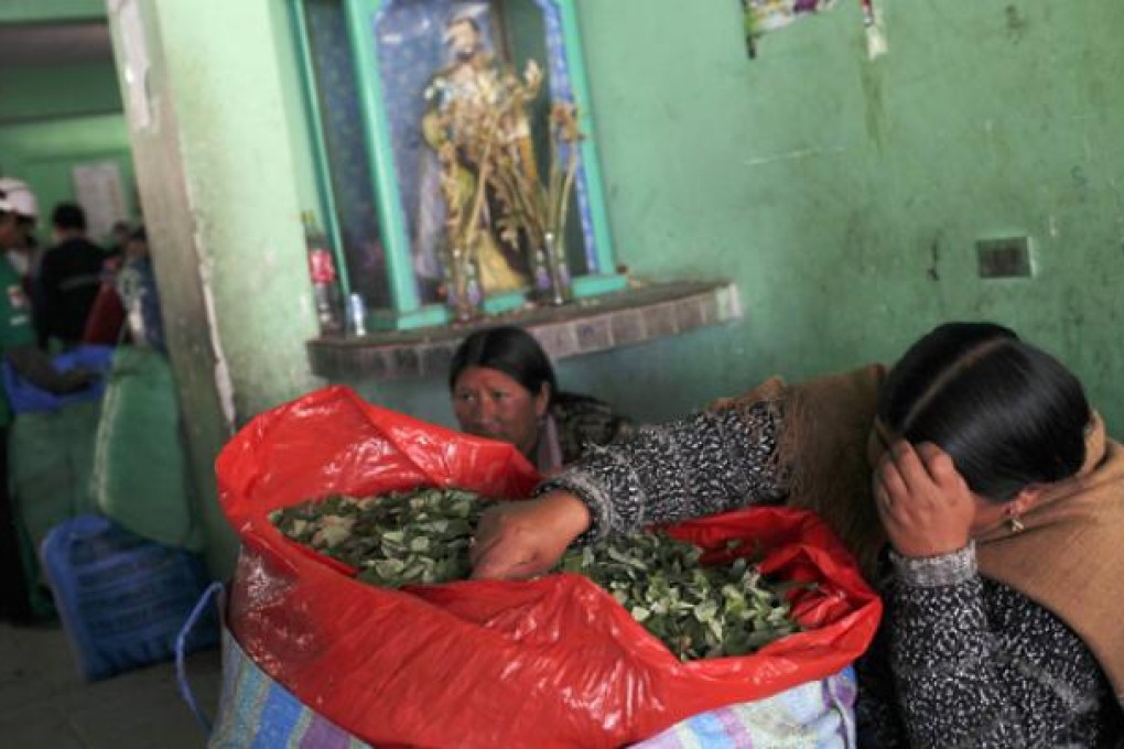 A coca vendor sits with her bag of leaves as she waits for clients inside a legal coca leaf market, in La Paz, Bolivia, on Monday. Photo: AP