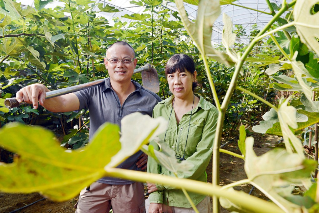 Ng Ping-leung (left) and Joey Ng are proud of their fig trees at Zen Organic Farm.Photos: Thomas Yau