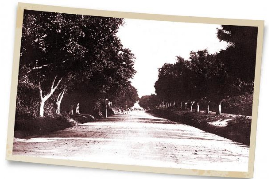 Banyans on Nathan Road in a photograph from 1910.