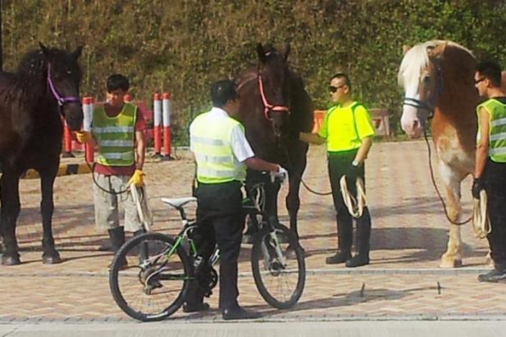 Three of the four draft horses that have been brought into Discovery Bay are taken for their morning exercise. Photo: Anna Healy Fenton