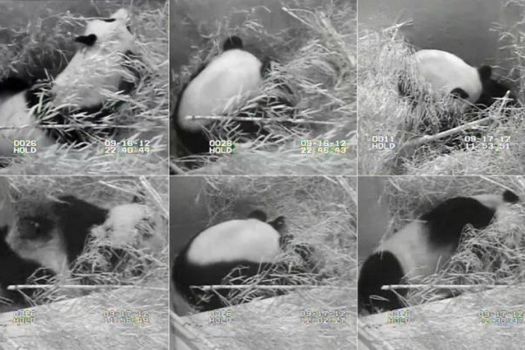 This series of images provided by the US National Zoo shows giant panda Mei Xiang during and after giving birth to a cub at the Washington D.C. zoo last week. The cub died on Sunday, despite emergency efforts at the zoo to revive it. One of the reasons there are so few giant pandas left in the world - about 1,600 in the wild - is that reproduction is very dangerous for the bears. The Washington zoo houses Mei Xiang and Tian Tian, a pair of giant pandas that are on loan from China. Photo: Xinhua