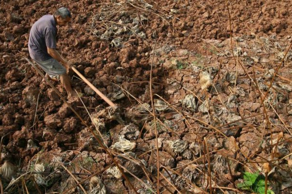 A Sichuan man digs for lotus roots in a dried-up pond. Photo: Reuters