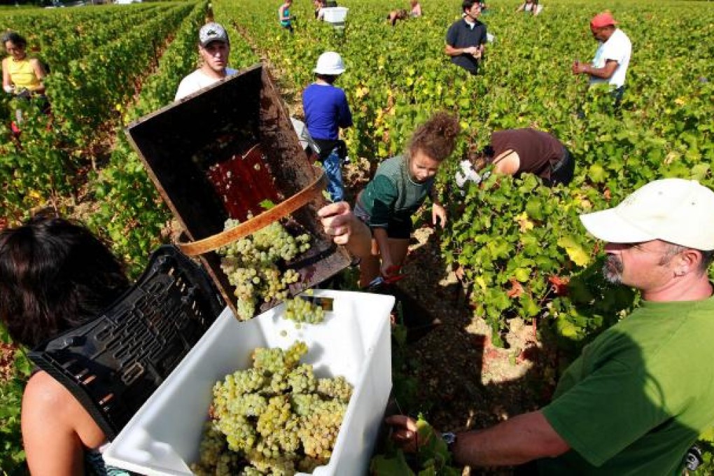 Workers collect grapes for this year's vintage at the famed Chateau Haut Brion near Bordeaux in southwestern France. Photo: AP