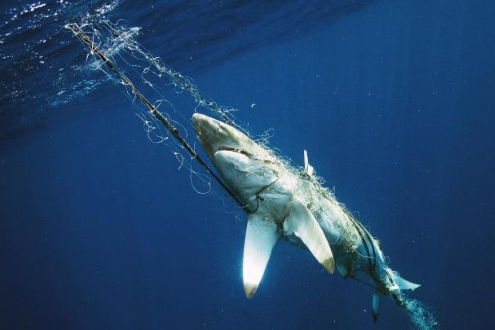 The carcass of a grey reef shark caught in a driftnet is pulled to the surface near Raja Ampat, Indonesia. Raja Ampat is an island chain in West Papua, in the Coral Triangle, a biodiversity hot spot that has been set aside as a shark and ray sanctuary. Even though the Misool Eco Resort, in Raja Ampat, operates a ranger patrol to enforce the boundaries of the sanctuary, illegal fishing continues.