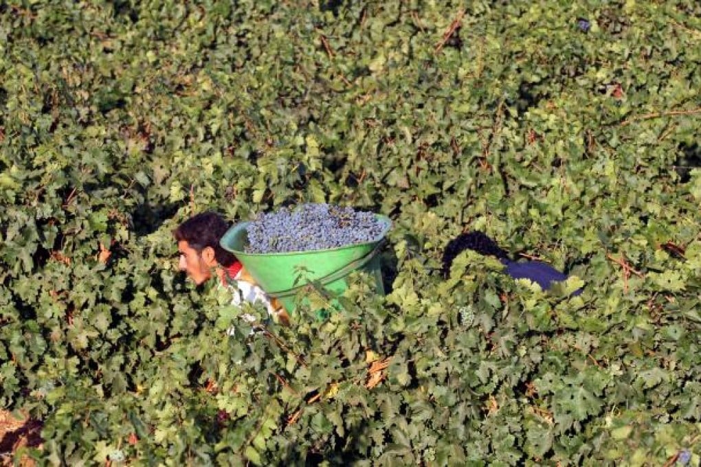 A worker carries a bucket of grapes through a vineyard in Lebanon's Bekaa valley.  Photo: AFP