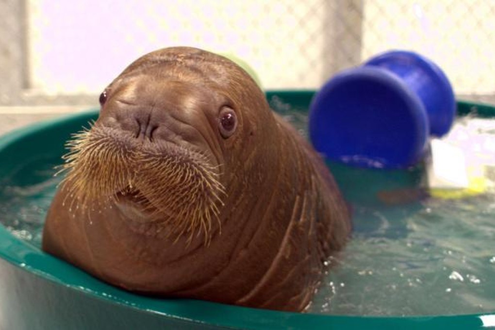 Mitikm will join other walruses at a Brooklyn facility. Photo: NYT