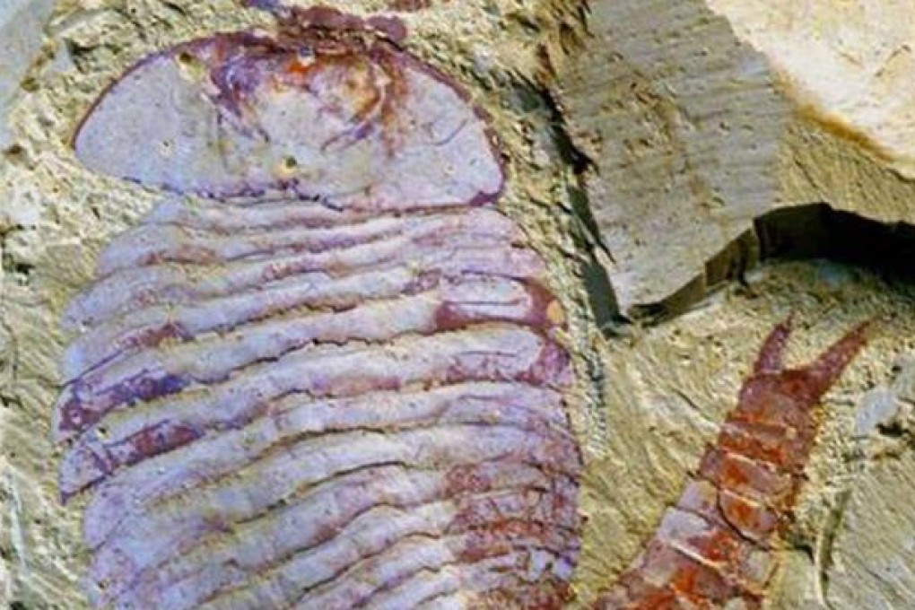 A fossil of the ancient arthropod.