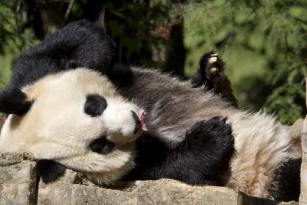Mei Xiang, a giant female panda, rests at the National Zoo in Washington. The zoo announced on Thursday that the recent death of Mei Xiang's cub was due to liver and lung damage. Photo: AFP