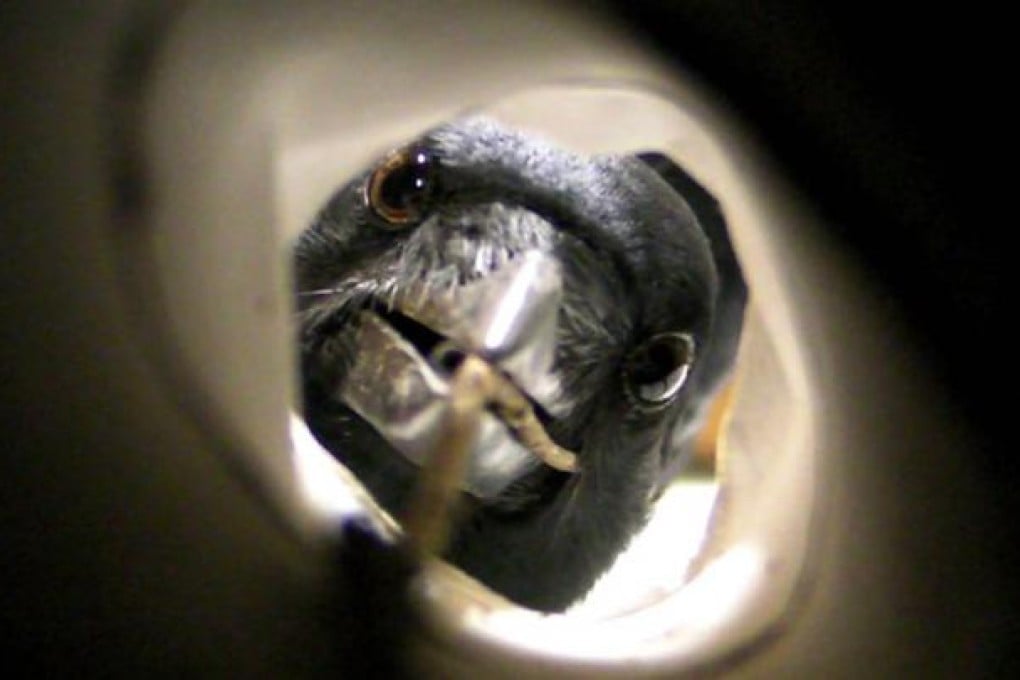 The New Caledonian crow is a clever tool-maker. Photo: SCMP