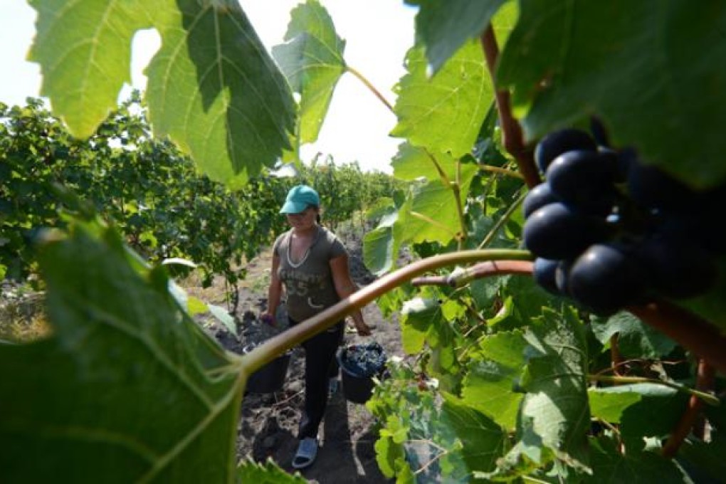Romanian hand pickers harvesting grapes at Lacerta winery in Dealu Mare,100km northeast from Bucharest. Photo: AFP
