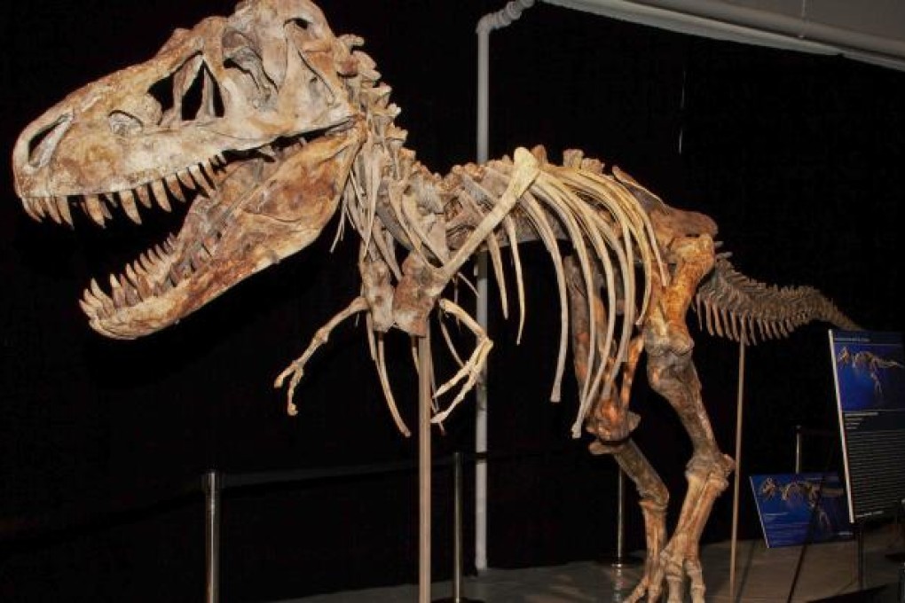 The fossil of a Tyrannosaurus bataar dinosaur at the centre of an alleged smuggling case. Photo: AP