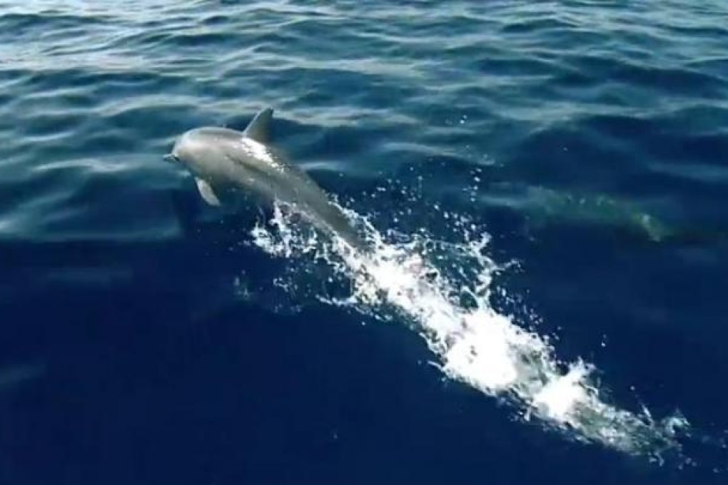 A still from a video released by Animal Concerns Research and Education Society (ACRES)