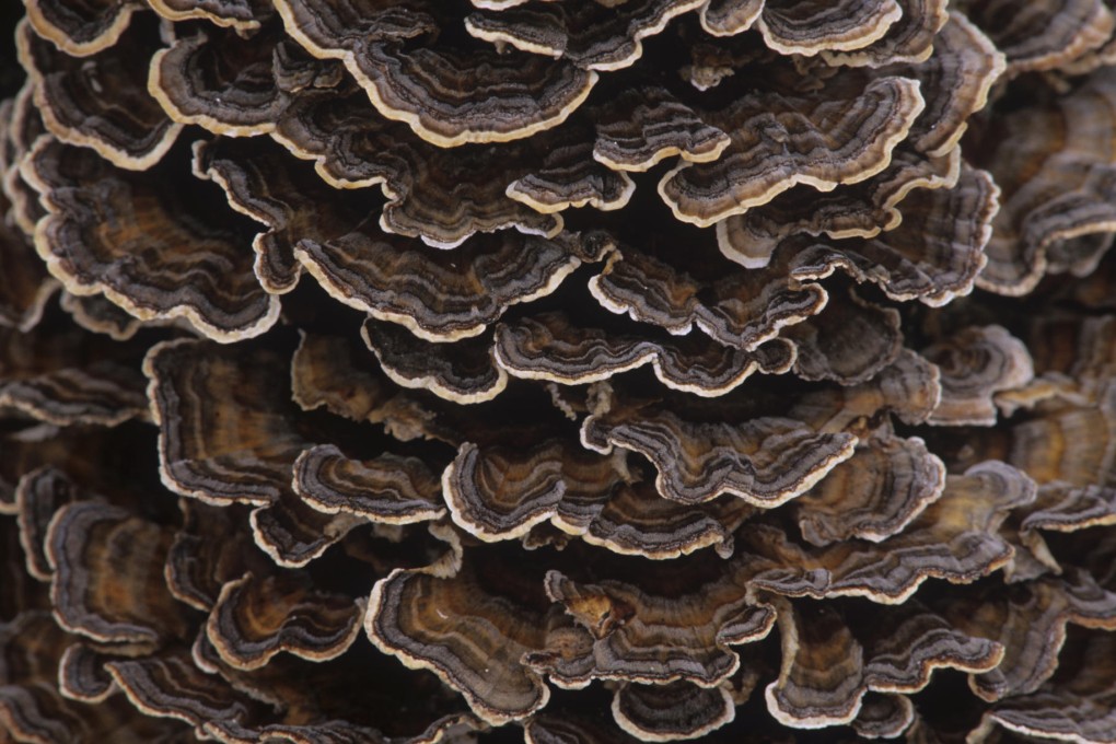 Yunzhi, or turkey tail mushrooms were used in the Ming dynasty for their medicinal properties. Photo: Corbis
