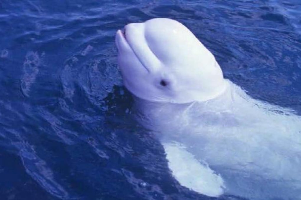 Noc, the US Navy's beluga whale who made human sounds. Photo: AP