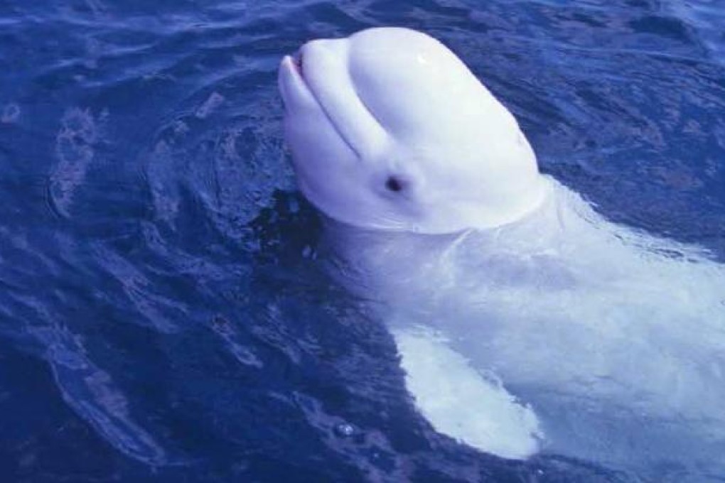 Scientists have recorded human-like sounds from a male beluga whale. Photo: AP