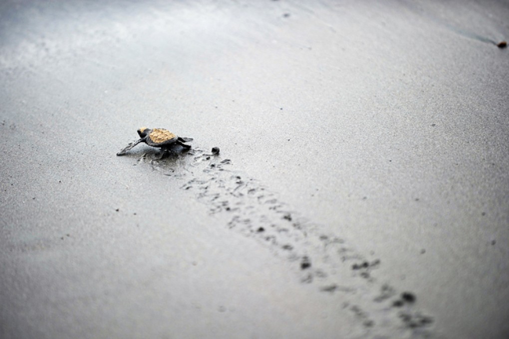An olive ridley hatchling instinctively heads to sea. Photos: AFP; Cameron Dueck